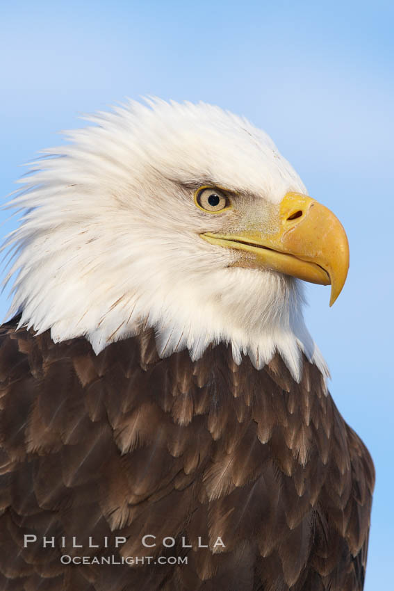 Bald eagle, closeup of head and shoulders showing distinctive white head feathers, yellow beak and brown body and wings. Kachemak Bay, Homer, Alaska, USA, Haliaeetus leucocephalus, Haliaeetus leucocephalus washingtoniensis, natural history stock photograph, photo id 22625