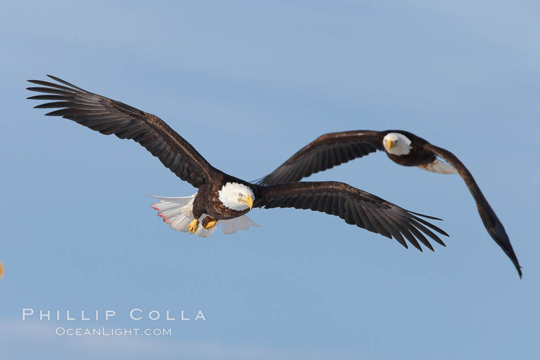 Two bald eagles in flight, wings spread, aloft, soaring. Kachemak Bay, Homer, Alaska, USA, Haliaeetus leucocephalus, Haliaeetus leucocephalus washingtoniensis, natural history stock photograph, photo id 22677