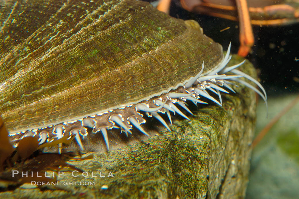 Green abalone, mantle and sight organs visible around edge of shell., Haliotis fulgens, natural history stock photograph, photo id 09430