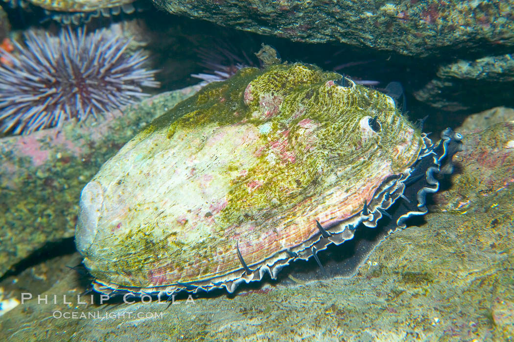 Green abalone., Haliotis fulgens, natural history stock photograph, photo id 12888