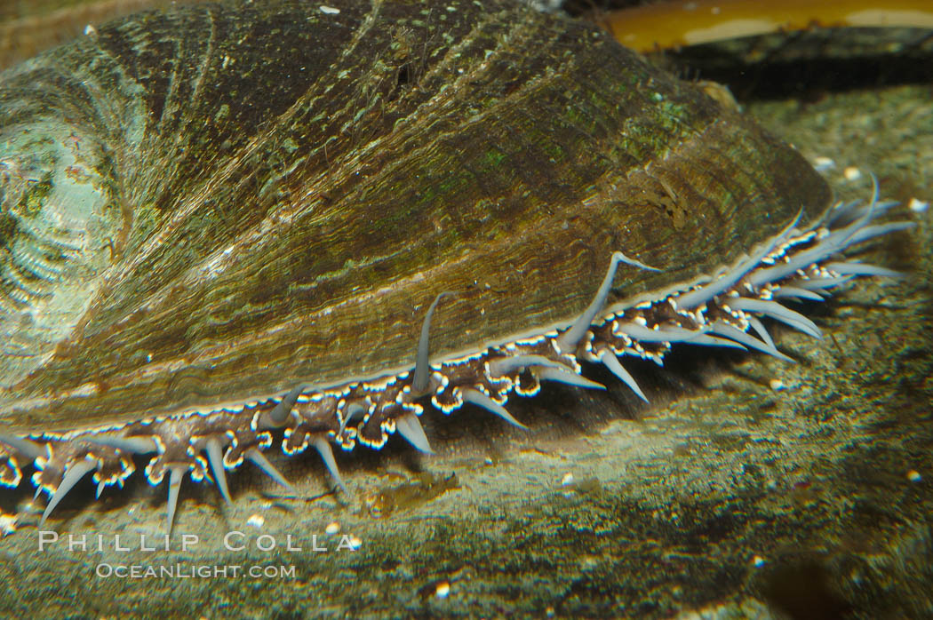 Green abalone with mantle fringe visible extending outside shell., Haliotis fulgens, natural history stock photograph, photo id 09243