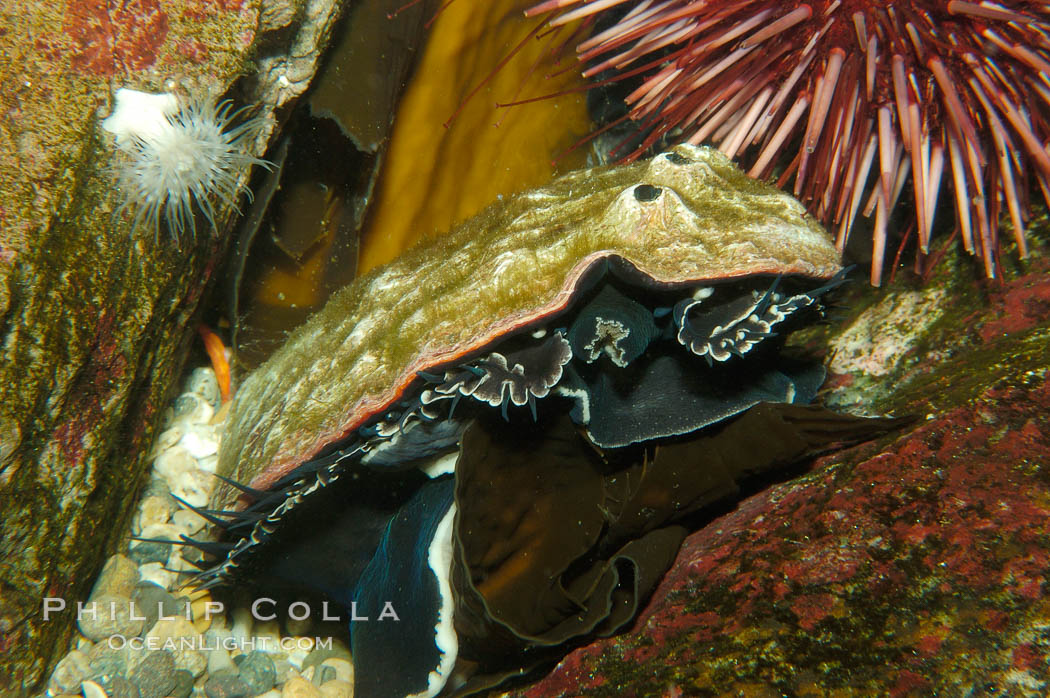 Red abalone eats Macrocystis kelp blade., Haliotis rufescens, natural history stock photograph, photo id 08916