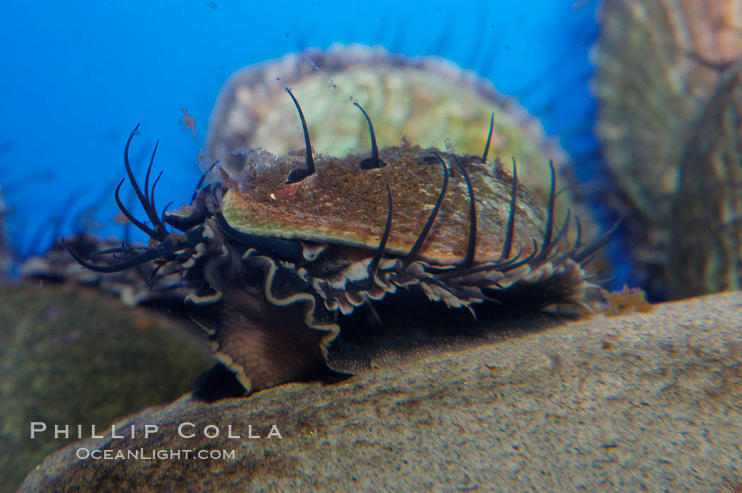 Juvenile red abalone., Haliotis rufescens, natural history stock photograph, photo id 08635