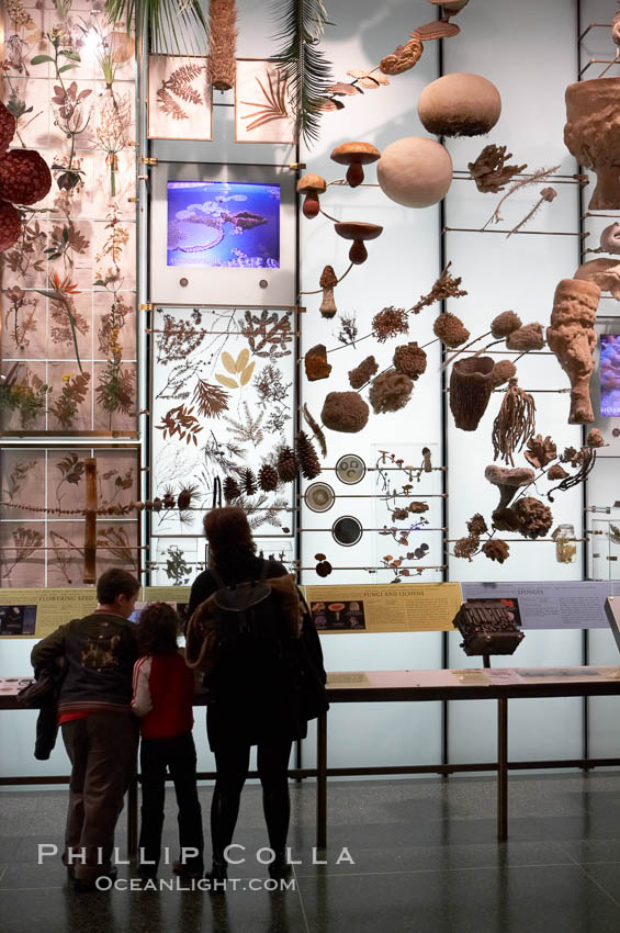 Visitors admire hundreds of species at the Hall of Biodiversity, American Museum of Natural History. New York City, USA, natural history stock photograph, photo id 11222