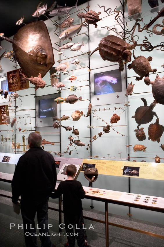 Visitors admire hundreds of species at the Hall of Biodiversity, American Museum of Natural History. New York City, USA, natural history stock photograph, photo id 11220