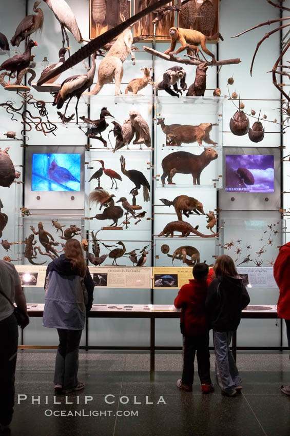 Visitors admire hundreds of species at the Hall of Biodiversity, American Museum of Natural History. New York City, USA, natural history stock photograph, photo id 11224