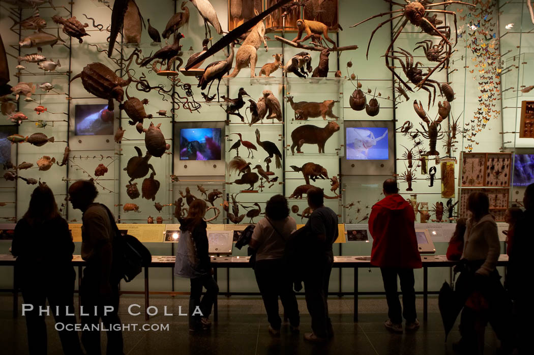 Visitors admire hundreds of species at the Hall of Biodiversity, American Museum of Natural History. New York City, USA, natural history stock photograph, photo id 11223