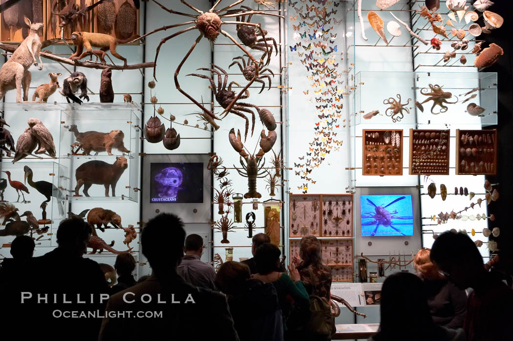 Visitors admire hundreds of species at the Hall of Biodiversity, American Museum of Natural History. New York City, USA, natural history stock photograph, photo id 11225