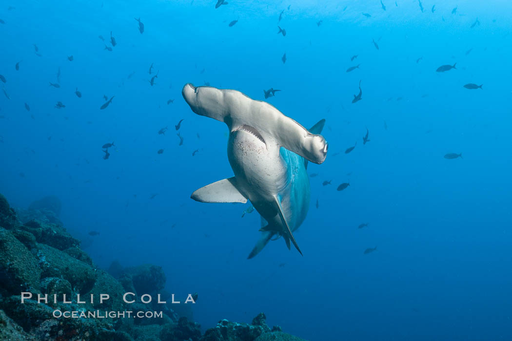 Scalloped hammerhead shark. Wolf Island, Galapagos Islands, Ecuador, Sphyrna lewini, natural history stock photograph, photo id 16262