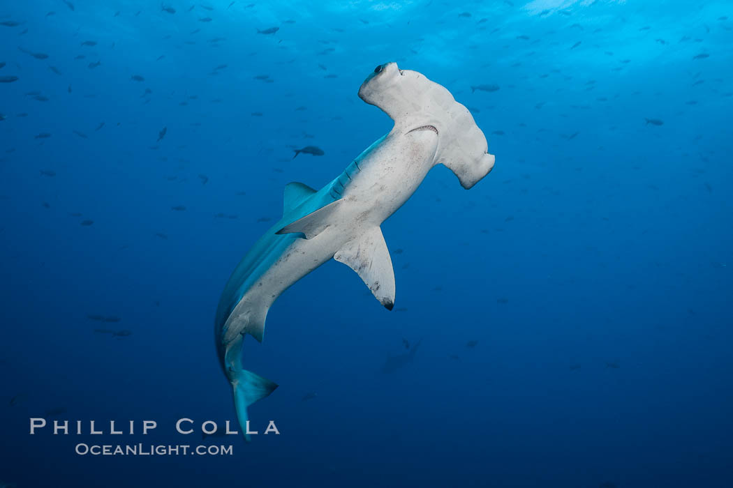Scalloped hammerhead shark. Darwin Island, Galapagos Islands, Ecuador, Sphyrna lewini, natural history stock photograph, photo id 16266