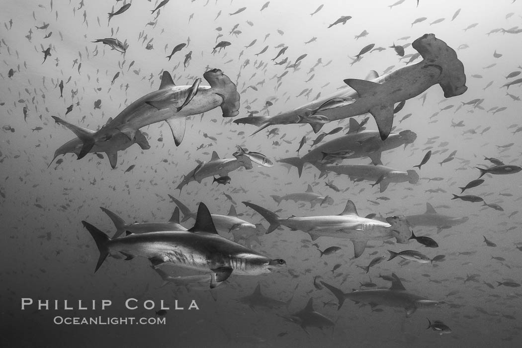 Hammerhead sharks, schooling. Darwin Island, Galapagos Islands, Ecuador, Sphyrna lewini, natural history stock photograph, photo id 16270