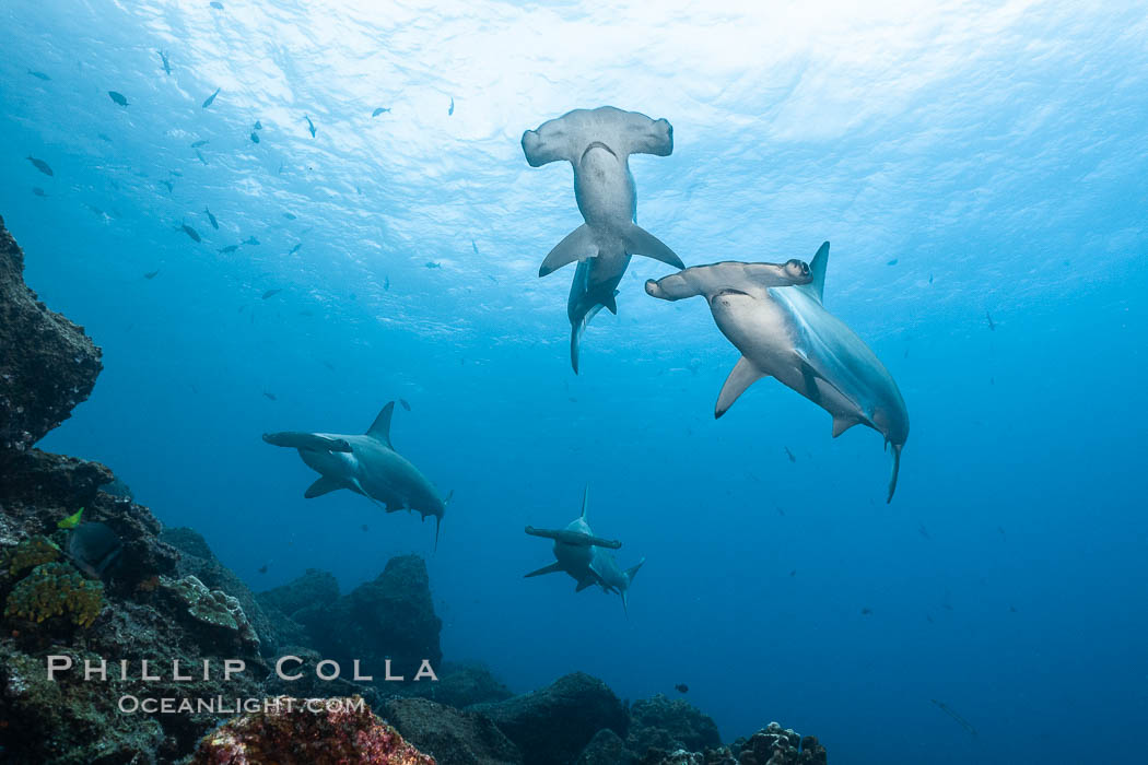 Hammerhead sharks, schooling, black and white / grainy. Wolf Island, Galapagos Islands, Ecuador, Sphyrna lewini, natural history stock photograph, photo id 16268