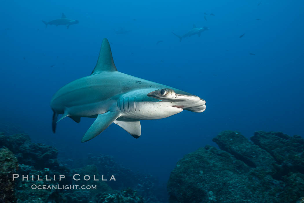 Scalloped hammerhead shark. Wolf Island, Galapagos Islands, Ecuador, Sphyrna lewini, natural history stock photograph, photo id 16263