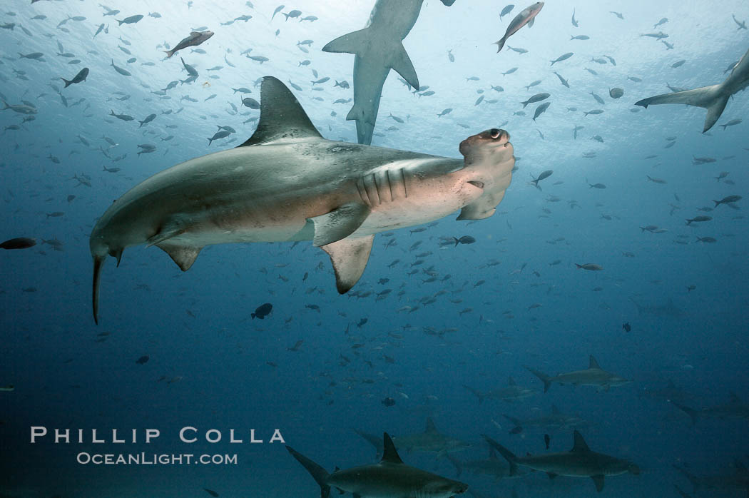 Scalloped hammerhead shark. Darwin Island, Galapagos Islands, Ecuador, Sphyrna lewini, natural history stock photograph, photo id 16269