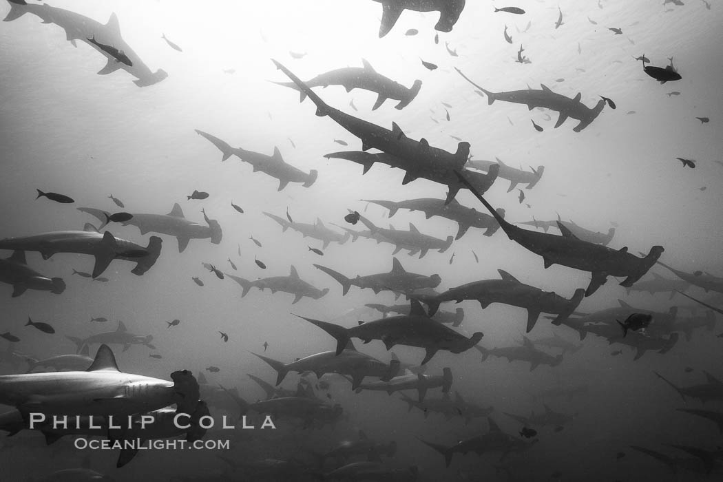 Hammerhead sharks, schooling. Darwin Island, Galapagos Islands, Ecuador, Sphyrna lewini, natural history stock photograph, photo id 16273