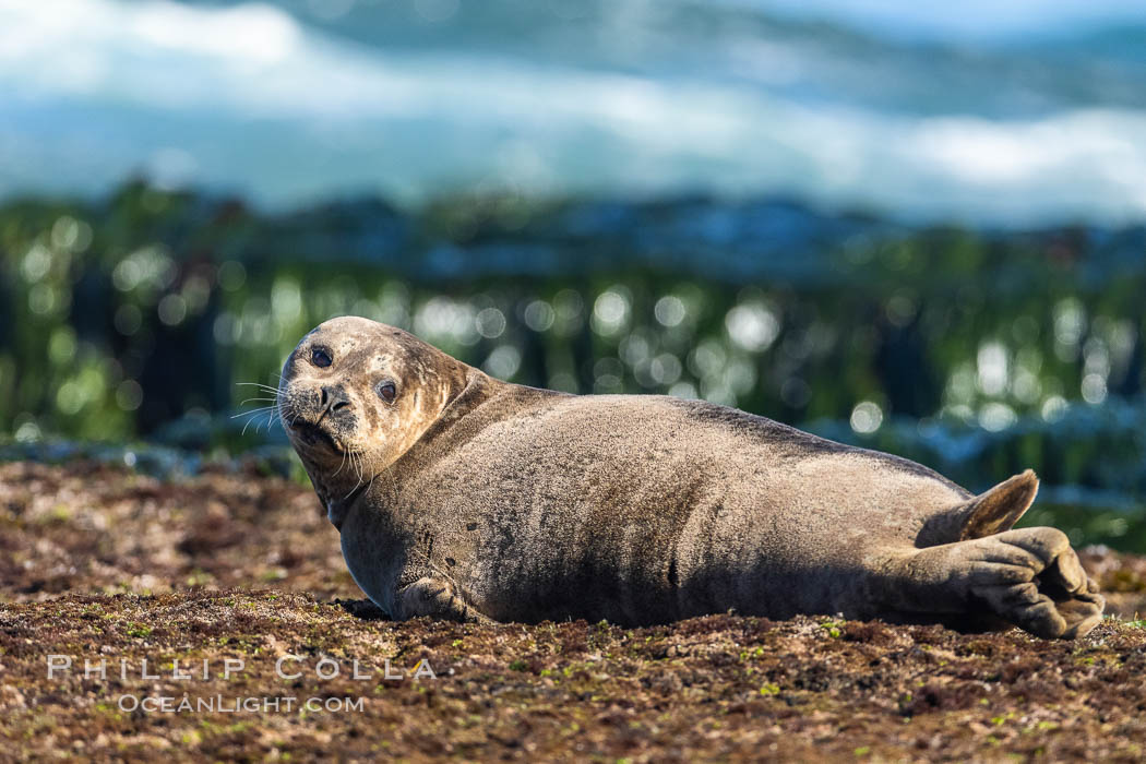 Harbor Seal basking on reef, La Jolla Children's Pool., natural history stock photograph, photo id 36912