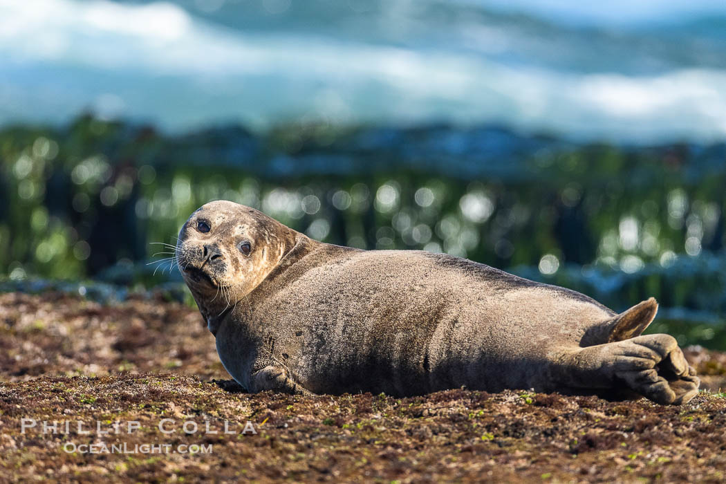 Harbor Seal basking on reef, La Jolla Children's Pool., natural history stock photograph, photo id 36912