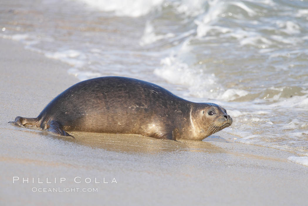 Pacific harbor seal washed by the ocean on sandy beach. La Jolla, California, USA, natural history stock photograph, photo id 20342