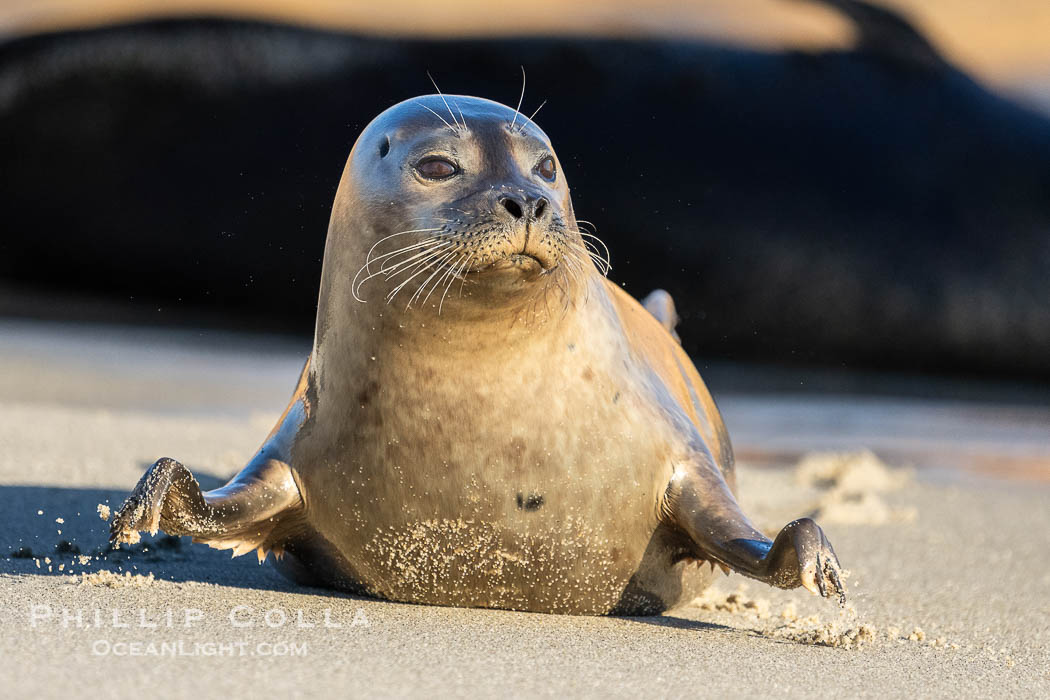 Harbor Seal, Phoca vitulina richardsi, Children's Pool., Phoca vitulina richardsi, natural history stock photograph, photo id 41480
