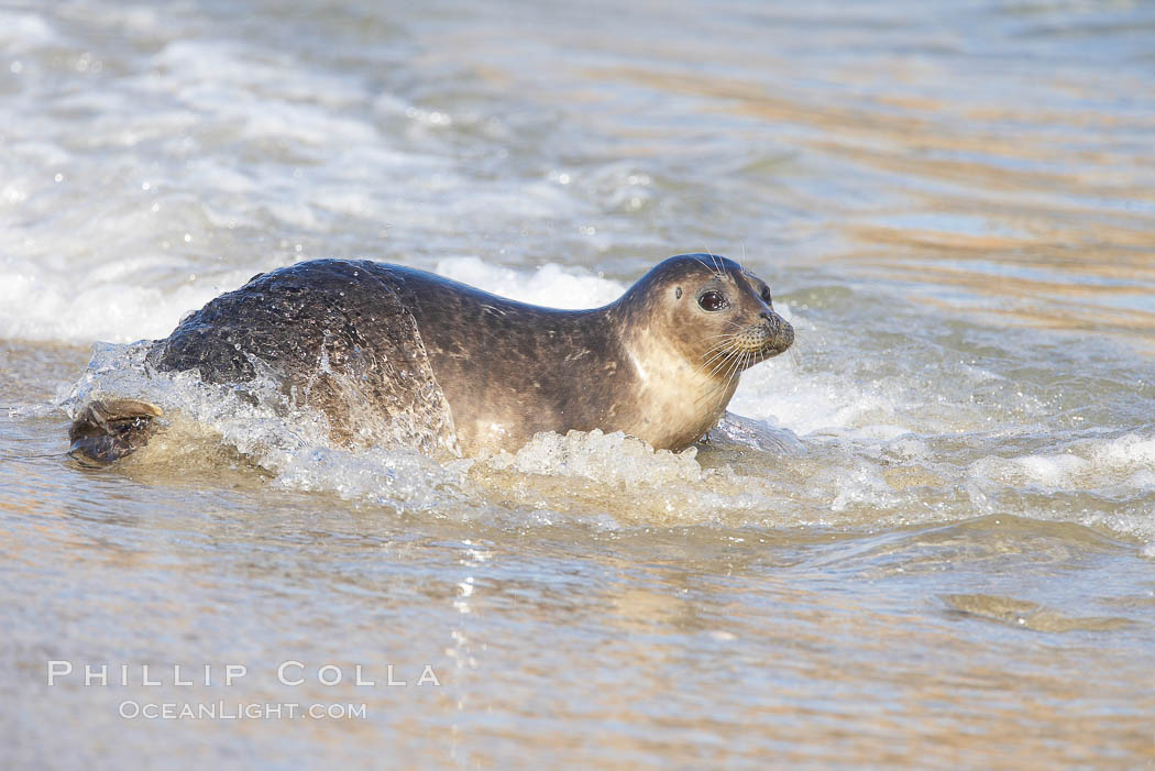 Pacific harbor seal washed by the ocean on sandy beach. La Jolla, California, USA, natural history stock photograph, photo id 20339