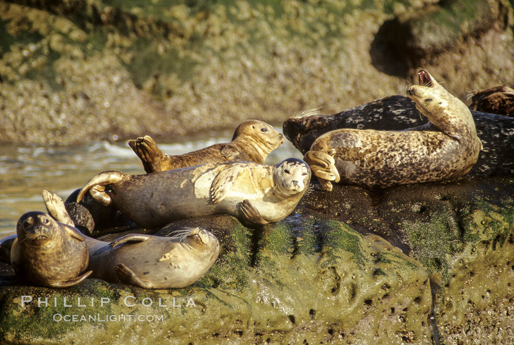 Pacific harbor seals hauled out on a rock.  This group of harbor seals, which has formed a breeding colony at a small but popular beach near San Diego, is at the center of considerable controversy.  While harbor seals are protected from harassment by the Marine Mammal Protection Act and other legislation, local interests would like to see the seals leave so that people can resume using the beach. La Jolla, California, USA, Phoca vitulina richardsi, natural history stock photograph, photo id 00278