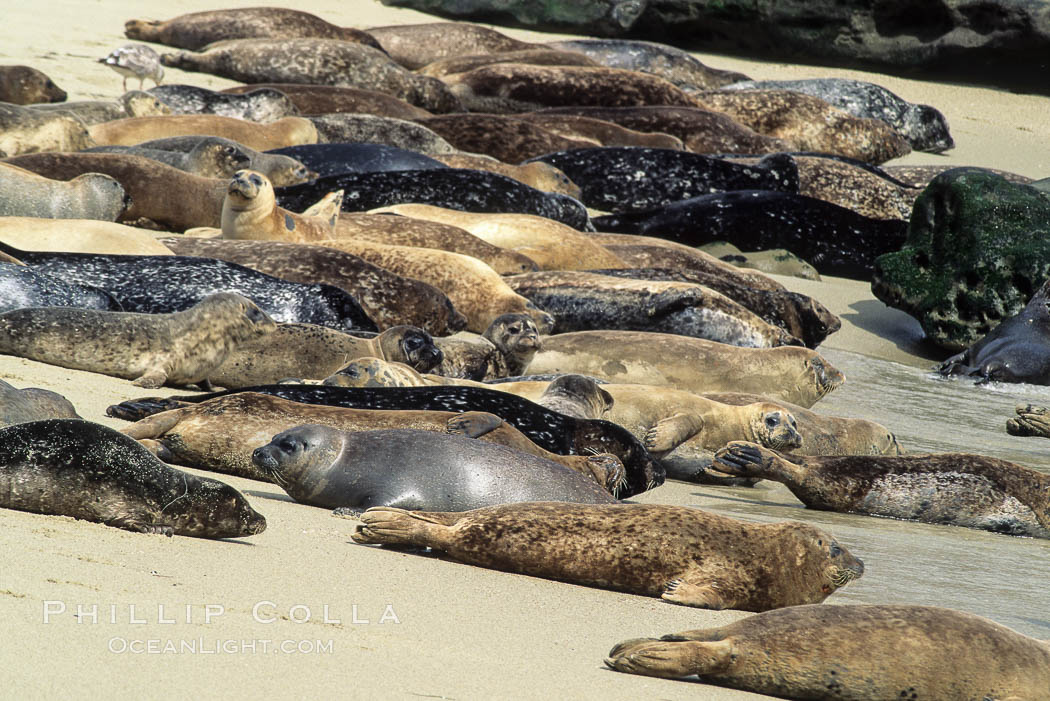 Pacific harbor seals rest while hauled out on a sandy beach.  This group of harbor seals, which has formed a breeding colony at a small but popular beach near San Diego, is at the center of considerable controversy.  While harbor seals are protected from harassment by the Marine Mammal Protection Act and other legislation, local interests would like to see the seals leave so that people can resume using the beach. La Jolla, California, USA, Phoca vitulina richardsi, natural history stock photograph, photo id 00938