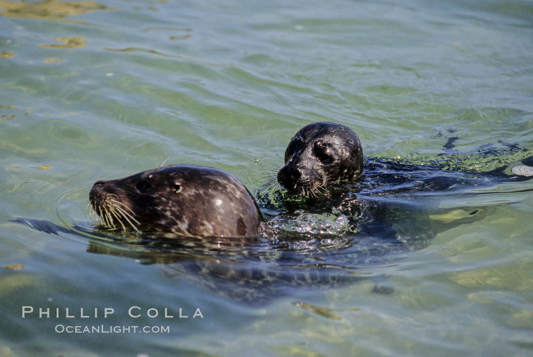 A mother Pacific harbor seal and her newborn pup swim in the protected waters of Childrens Pool in La Jolla, California.  This group of harbor seals, which has formed a breeding colony at a small but popular beach near San Diego, is at the center of considerable controversy.  While harbor seals are protected from harassment by the Marine Mammal Protection Act and other legislation, local interests would like to see the seals leave so that people can resume using the beach. USA, Phoca vitulina richardsi, natural history stock photograph, photo id 02134