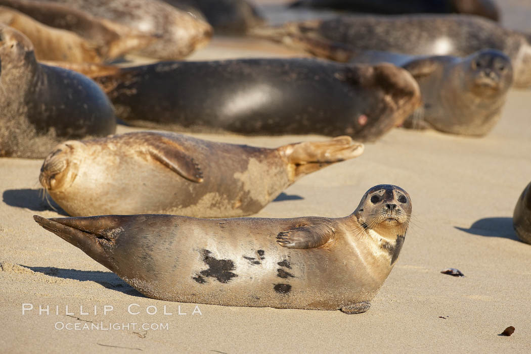 Pacific harbor seal. La Jolla, California, USA, Phoca vitulina richardsi, natural history stock photograph, photo id 20218