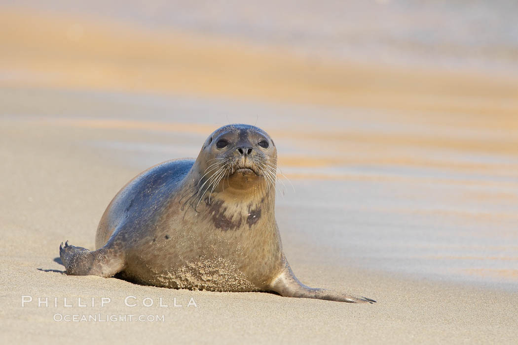 Pacific harbor seal on wet sandy beach. La Jolla, California, USA, Phoca vitulina richardsi, natural history stock photograph, photo id 20222