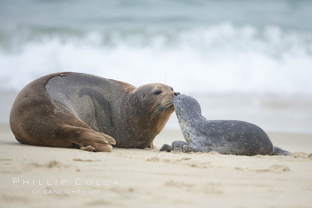 Pacific harbor seals, a tiny pup nuzzles an adult (not its mother). La Jolla, California, USA, Phoca vitulina richardsi, natural history stock photograph, photo id 20446