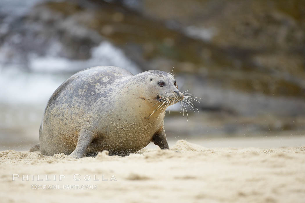 Pacific harbor seal. La Jolla, California, USA, Phoca vitulina richardsi, natural history stock photograph, photo id 20450