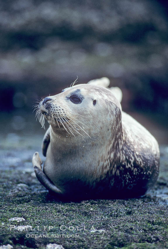 A Pacific harbor seal hauls out on a rock.  This group of harbor seals, which has formed a breeding colony at a small but popular beach near San Diego, is at the center of considerable controversy.  While harbor seals are protected from harassment by the Marine Mammal Protection Act and other legislation, local interests would like to see the seals leave so that people can resume using the beach., Phoca vitulina richardsi, natural history stock photograph, photo id 02132