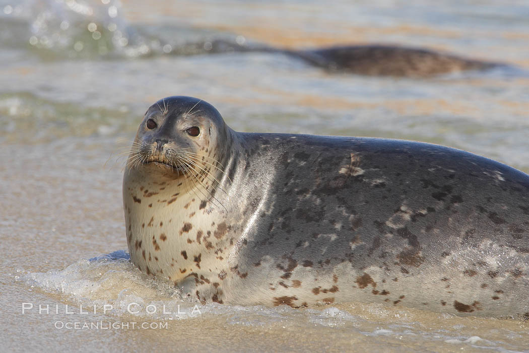 Pacific harbor seal washed by the ocean on sandy beach. La Jolla, California, USA, Phoca vitulina richardsi, natural history stock photograph, photo id 20216
