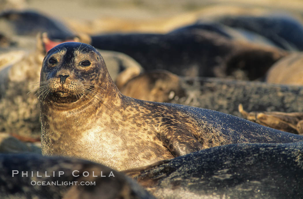 Pacific harbor seals rest while hauled out on a sandy beach.  This group of harbor seals, which has formed a breeding colony at a small but popular beach near San Diego, is at the center of considerable controversy.  While harbor seals are protected from harassment by the Marine Mammal Protection Act and other legislation, local interests would like to see the seals leave so that people can resume using the beach. La Jolla, California, USA, Phoca vitulina richardsi, natural history stock photograph, photo id 00295