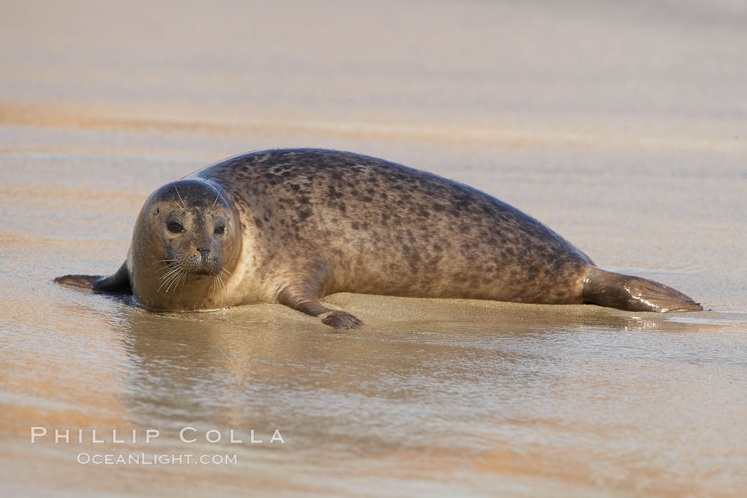 Pacific harbor seal on wet sandy beach. La Jolla, California, USA, Phoca vitulina richardsi, natural history stock photograph, photo id 20219