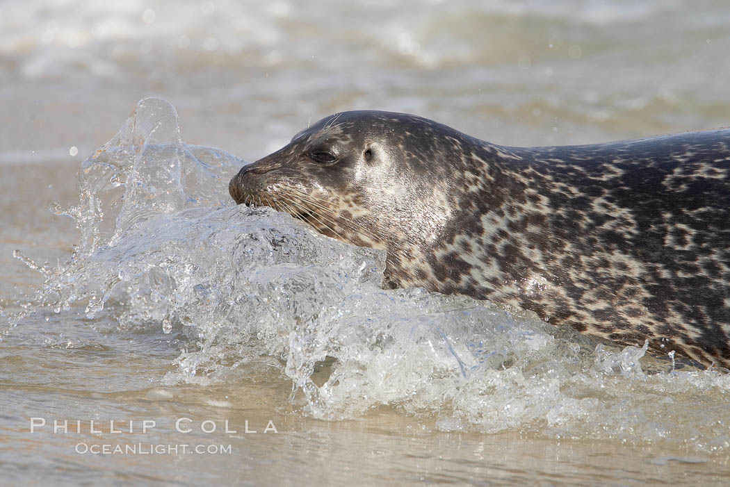 Pacific harbor seal washed by the ocean on sandy beach. La Jolla, California, USA, Phoca vitulina richardsi, natural history stock photograph, photo id 20223