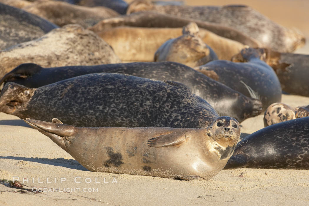 Pacific harbor seal. La Jolla, California, USA, Phoca vitulina richardsi, natural history stock photograph, photo id 20227