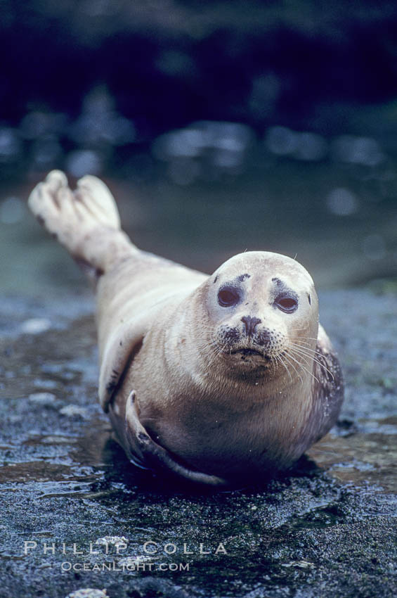 A Pacific harbor seal hauls out on a rock.  This group of harbor seals, which has formed a breeding colony at a small but popular beach near San Diego, is at the center of considerable controversy.  While harbor seals are protected from harassment by the Marine Mammal Protection Act and other legislation, local interests would like to see the seals leave so that people can resume using the beach. La Jolla, California, USA, Phoca vitulina richardsi, natural history stock photograph, photo id 02133