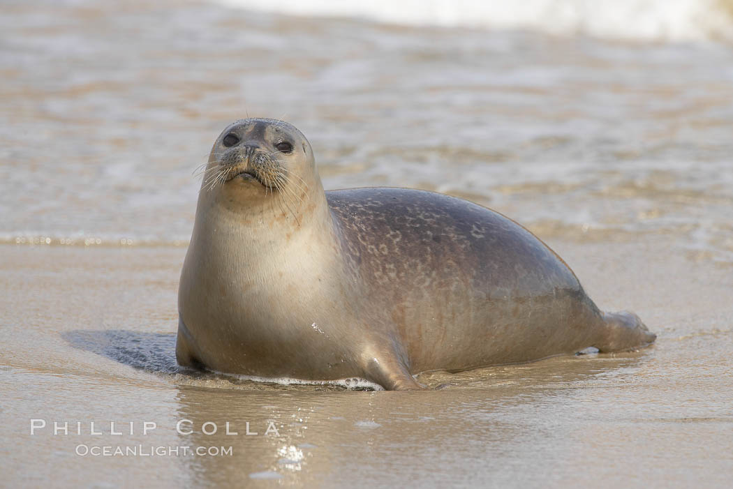 Pacific harbor seal on wet sandy beach. La Jolla, California, USA, Phoca vitulina richardsi, natural history stock photograph, photo id 20225