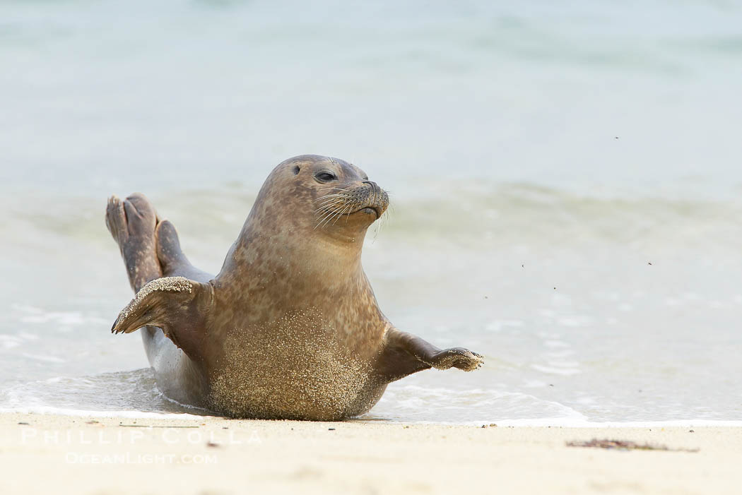 Pacific harbor seal stretches on a sandy beach., Phoca vitulina richardsi, natural history stock photograph, photo id 20449