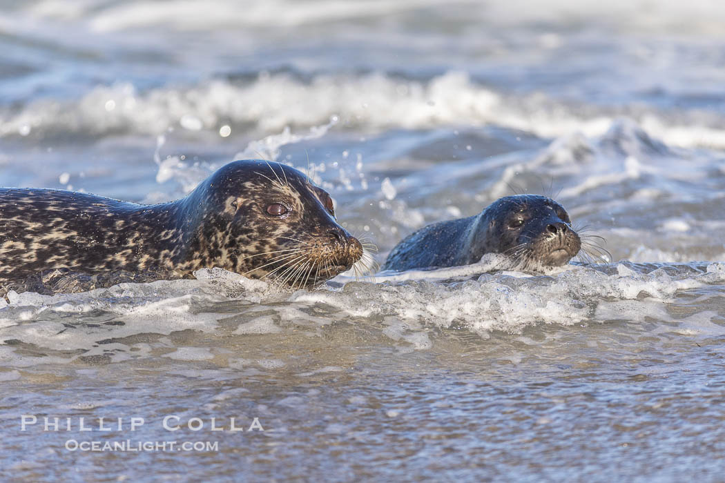 Pacific harbor seal mother and newborn pup, at the edge of the ocean at the Children's Pool in La Jolla. This pup was born just hours before, and was soon in the ocean learning to swim. California, USA, Phoca vitulina richardsi, natural history stock photograph, photo id 39044