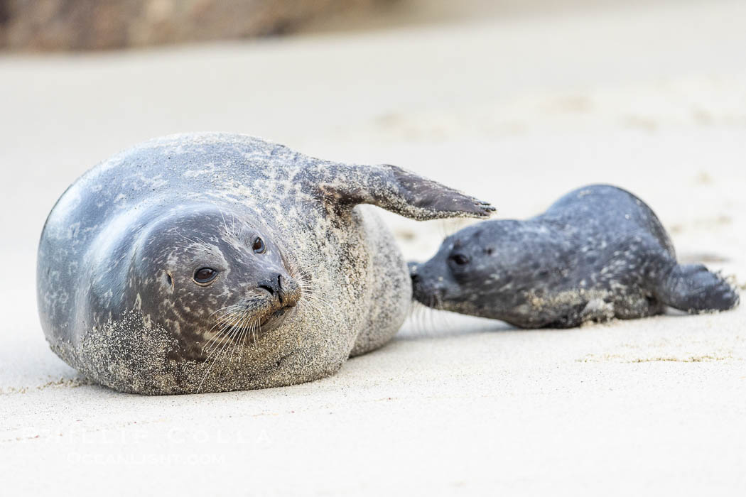 Pacific harbor seal mother and newborn pup, at the edge of the ocean at the Children's Pool in La Jolla. California, USA, Phoca vitulina richardsi, natural history stock photograph, photo id 39051