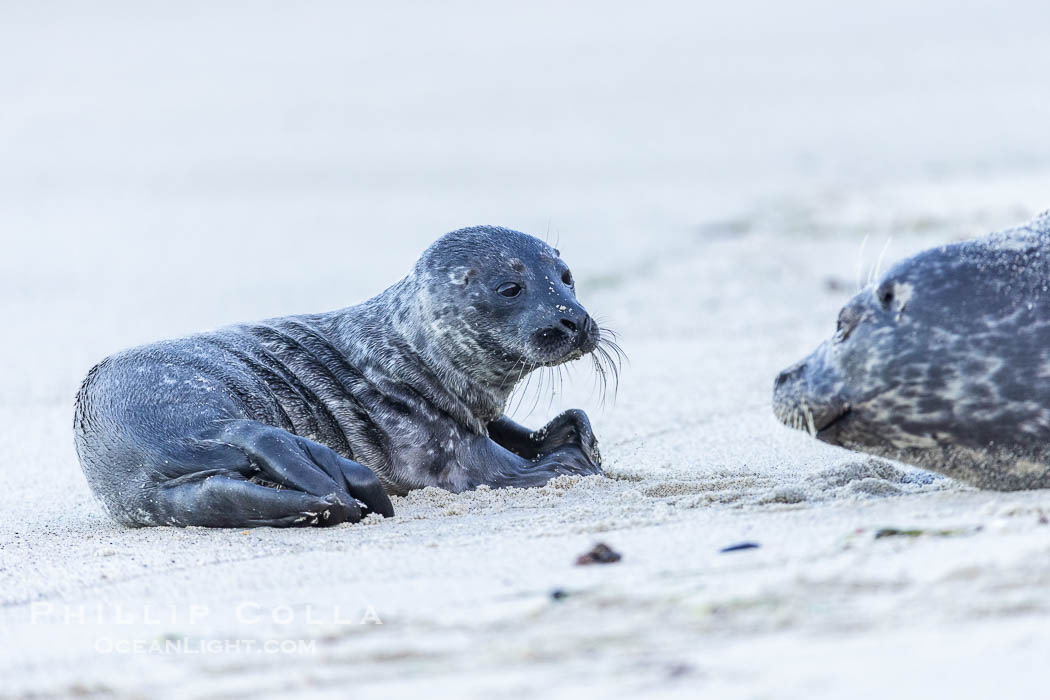 Pacific harbor seal mother and newborn pup, at the edge of the ocean at the Children's Pool in La Jolla. California, USA, Phoca vitulina richardsi, natural history stock photograph, photo id 39059