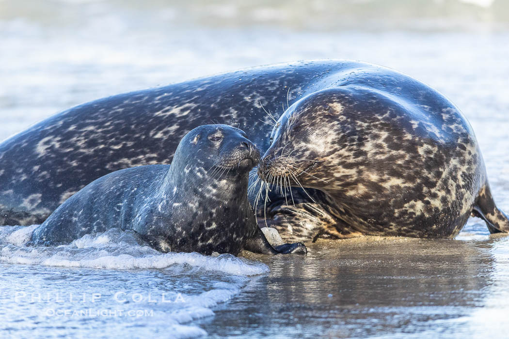 Pacific harbor seal mother nuzzling her newborn pup, at the edge of the ocean at the Children's Pool in La Jolla. Mothers will nuzzle and touch their young pups frequently to solidify their bond. California, USA, Phoca vitulina richardsi, natural history stock photograph, photo id 39049