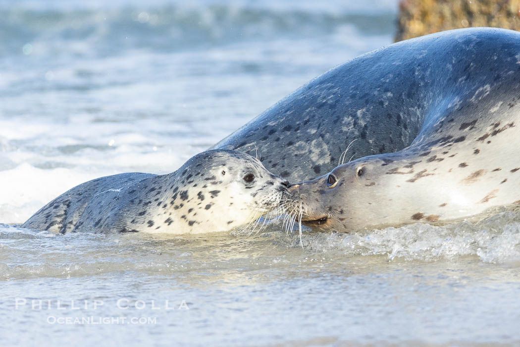Pacific harbor seal mother nuzzles her young pup, at the edge of the ocean at the Children's Pool in La Jolla. California, USA, Phoca vitulina richardsi, natural history stock photograph, photo id 39057