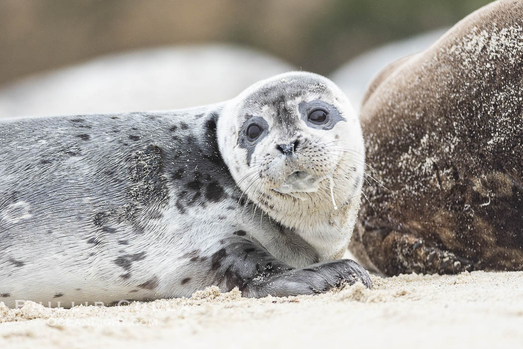 A young Pacific Harbor Seal pup with milk on its face from nursing. Mother harbor seals will only nurse their pups for about four to six weeks, at which point the small seal is weaned and must begin to forage and fend for itself. That short period of time is crucial for the young seal to learn how to hunt, socialize and swim. La Jolla, California, USA, Phoca vitulina richardsi, natural history stock photograph, photo id 39130