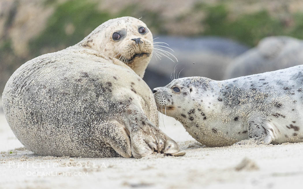 A young Pacific Harbor Seal pup nursing. Mother harbor seals will only nurse their pups for about four to six weeks, at which point the small seal is weaned and must begin to forage and fend for itself. That short period of time is crucial for the young seal to learn how to hunt, socialize and swim. La Jolla, California, USA, Phoca vitulina richardsi, natural history stock photograph, photo id 39127