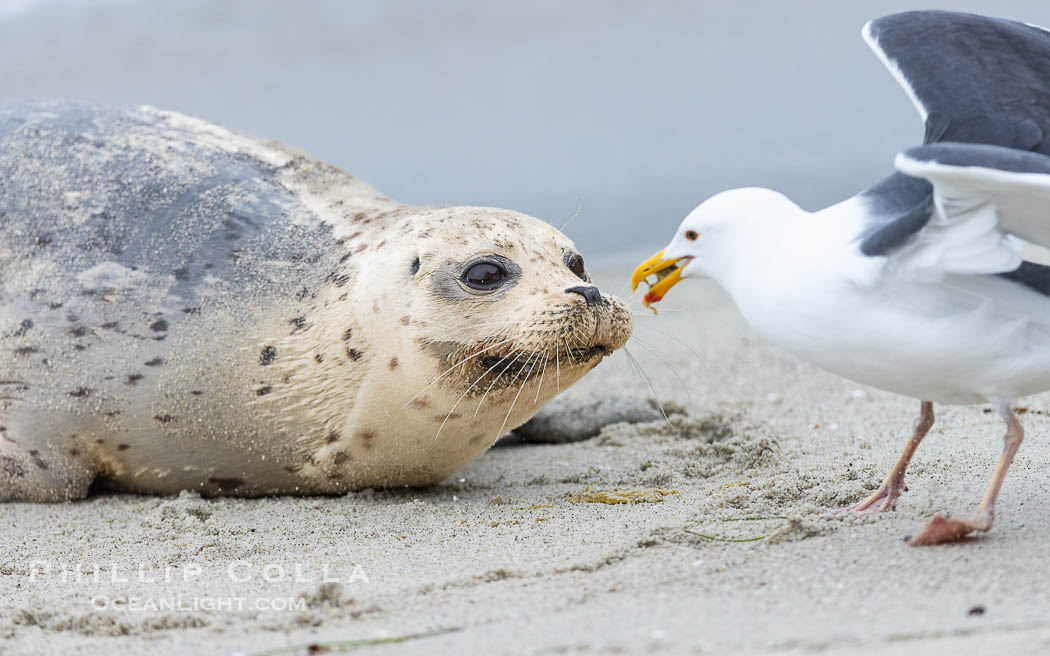 Harbor Seal Stares Down a Western Seagull. La Jolla, California, USA, Phoca vitulina richardsi, natural history stock photograph, photo id 39062