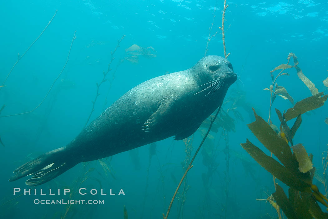 Harbor seal underwater. La Jolla, California, USA, Phoca vitulina richardsi, natural history stock photograph, photo id 17414