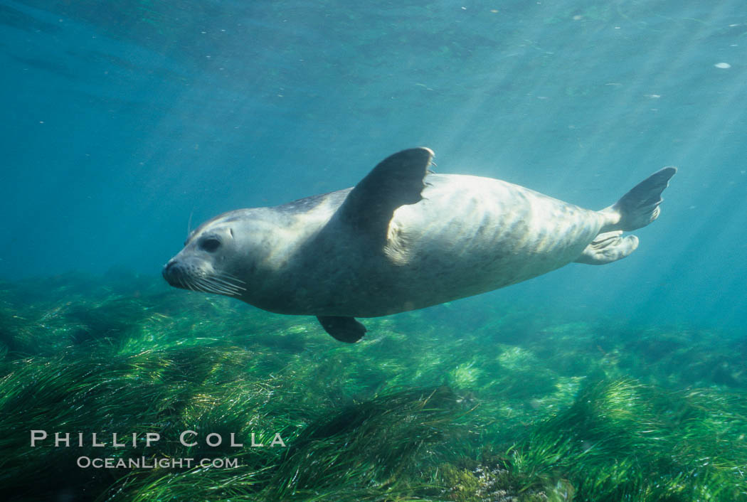 A Pacific harbor seal swims over surf grass in the protected waters of Childrens Pool in La Jolla, California.  This group of harbor seals, which has formed a breeding colony at a small but popular beach near San Diego, is at the center of considerable controversy.  While harbor seals are protected from harassment by the Marine Mammal Protection Act and other legislation, local interests would like to see the seals leave so that people can resume using the beach. USA, Phoca vitulina richardsi, natural history stock photograph, photo id 03020